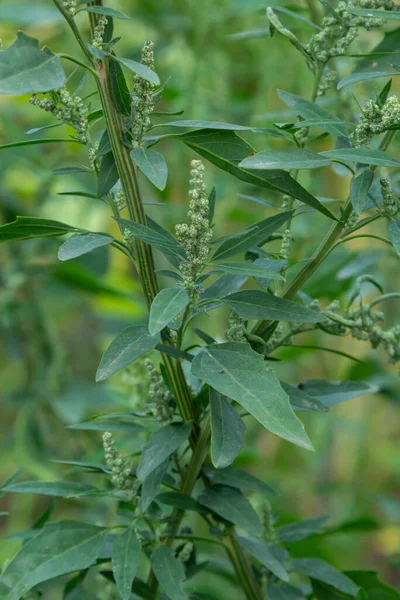 Chenopodium Album Type Annual Herbaceous Gray Green Covered Grayish Powder — Stock Photo, Image