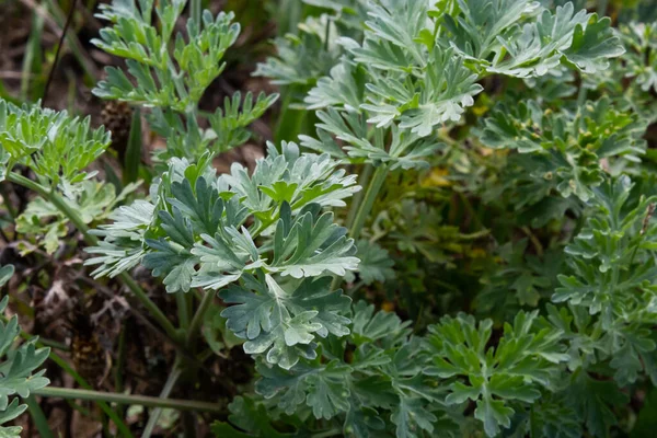Artemisia Absynt Jest Wieloletnią Rośliną Rodziny Astrowatych Kultura Lecznicza Spożywcza — Zdjęcie stockowe