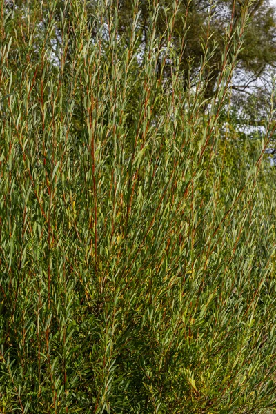 サリックス パープル ヤナギ Salix Purpurea ヨーロッパのほとんどの地域に自生するサリックス種である 紫のヤナギの皮 サリックスの純粋な尿素 — ストック写真