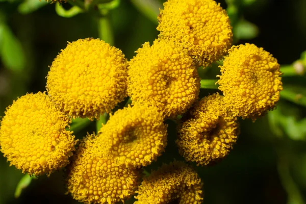 黄色ヨモギギクの花エゾヨモギギク オカダンゴムシ 共通タンジー苦いボタンは牛緑夏の草原で苦味や黄金のボタンです 野生の花 — ストック写真