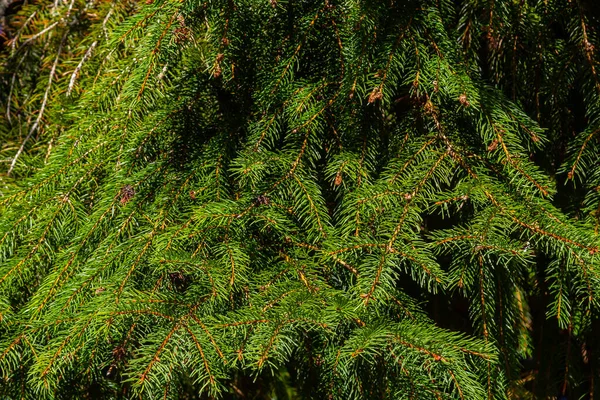 Green Spruce Branches Textured Background Green Spruce White Spruce Colorado — Stock Photo, Image