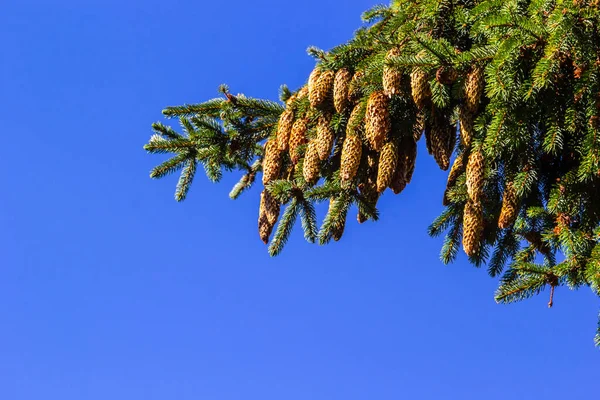 Ramo Abeto Noruega Contra Céu Azul Nome Latino Picea Abies — Fotografia de Stock