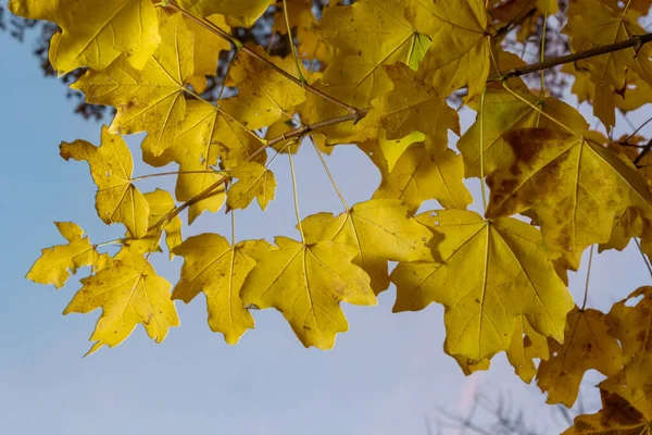 Yellow maple leaves on the branches. Autumn nature background with maple tree leaves.