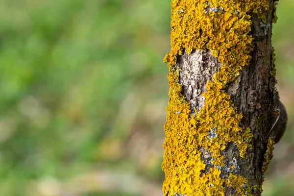 Bark Tree Texture Wood Overgrown Moss Bark Thick Deciduous Tree — Foto de Stock