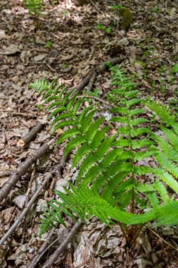 Fern, sporlarla üreyen ve ne tohumu ne de çiçeği olan bir damar bitkisi grubunun üyesidir. İlaç fabrikası..