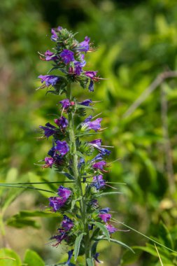 Echium vulgare. Güzel kır çiçekleri. Mavi çiçekler, yaz çiçekleri. Yakın plan. bokeh. Güzel doğa. Güneşli havada çiçek açan çayır..
