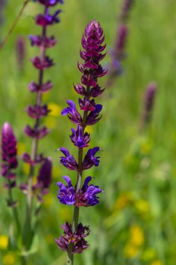 Macro of salvia sage blossoms as it just begins to bloom. Salvia deserta.