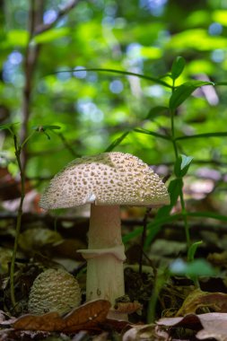Ormanda iki genç mantar yetişiyor. Yenilebilir Kızartıcı Mantar Amanita Rubescens.