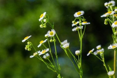 Annual fleabane Erigeron annuus, Daisy fleabane Eastern daisy fleabane herbaceous plant with closed flower buds and open blooming flowers consisting of bright white petals growing from yellow.