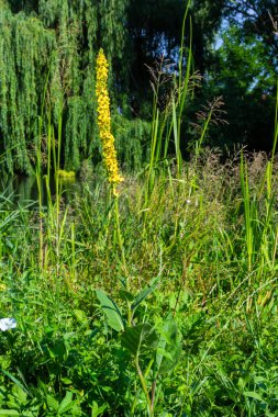Verbascum nigrum, the black royal candle, grows in ruins, embankments, pathways, meadows, bright forests, yellow in June.