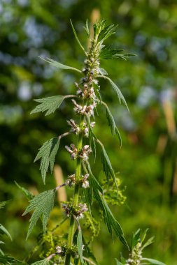 Leonurus cardiaca, known as motherwort. Other common names include throw-wort, lion's ear, and lion's tail. Medicinal plant. Grows in nature.