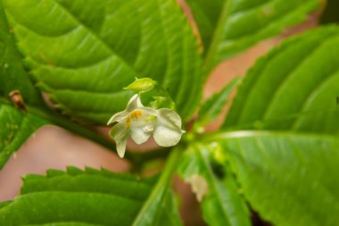 Small balsam or small-flowered touch-me-not Impatiens parviflora yellow flower close up. clipart