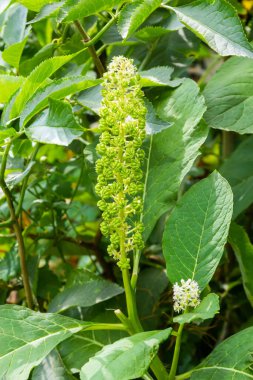 Bitkisel bitkiler: Hint algleri Phytolacca acinosa, ağrı kesici olarak kullanılır. Anti-astım, anti-mantar, balgam, antibakteriyel ve müshil özellikleri var..