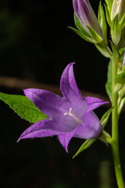 Çiçek açan ısırgan çiçeğinin yakın plan resmi. Karanlık, bulanık, doğal arka plan. Campanula soluk borusu. Kıllı menekşe çanın yeşil yapraklı sapında çiçek şeklinde güzel bir detay. Seçici odak.