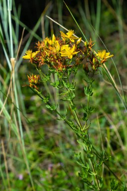 Hypericum flowers Hypericum perforatum or St Johns wort on the meadow , selective focus on some flowers.