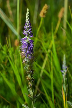 Çivili Speedwell Mavi Cüce - Latince adı Veronica Spicata Ulster Mavi Cüce.