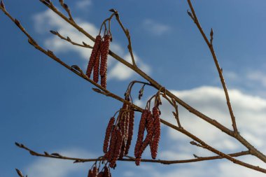 Siyah alnus glutinosa 'nın erkek catkins ve dişi kırmızı çiçekli küçük bir dalı. İlkbaharda çiçek açan kızılağaç. Güzel doğal arka plan. Temiz küpeler ve bulanık arka plan..