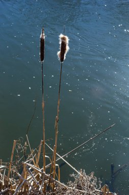 Tırmık kuyrukları nehir kenarındaki Typha latifolia 'ya hücum ediyor. İlkbaharın başındaki karlı arka planda çiçek açan tırtıl kuşlarının kapanışı. Tüylü kuyruk çiçekleri ve tohum başları.
