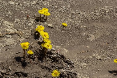 Tussilago farfara, papatya familyasından Asteraceae familyasına ait bir bitki türü. Güneşli bir bahar gününde bir bitkinin çiçekleri.