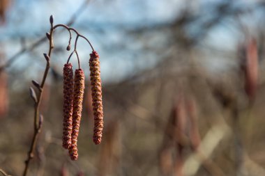 Siyah alnus glutinosa 'nın erkek catkins ve dişi kırmızı çiçekli küçük bir dalı. İlkbaharda çiçek açan kızılağaç. Güzel doğal arka plan. Temiz küpeler ve bulanık arka plan..