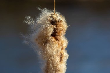 Tırmık kuyrukları nehir kenarındaki Typha latifolia 'ya hücum ediyor. İlkbaharın başındaki karlı arka planda çiçek açan tırtıl kuşlarının kapanışı. Tüylü kuyruk çiçekleri ve tohum başları.