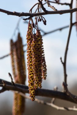 Siyah alnus glutinosa 'nın erkek catkins ve dişi kırmızı çiçekli küçük bir dalı. İlkbaharda çiçek açan kızılağaç. Güzel doğal arka plan. Temiz küpeler ve bulanık arka plan..