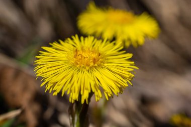 Tussilago farfara, papatya familyasından Asteraceae familyasına ait bir bitki türü. Güneşli bir bahar gününde bir bitkinin çiçekleri.