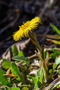 Tussilago farfara, papatya familyasından Asteraceae familyasına ait bir bitki türü. Güneşli bir bahar gününde bir bitkinin çiçekleri.