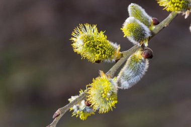 Willow Salix Caprea dalında paltolar, kabarık söğüt çiçekleri. Paskalya. Avuç içi. Keçi Willow Salix Caprea parkta, Willow Salix caprea dalları tomurcuklanıyor.