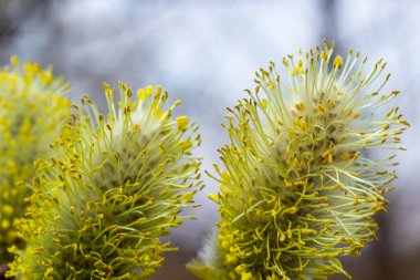 Willow Salix Caprea dalında paltolar, kabarık söğüt çiçekleri. Paskalya. Avuç içi. Keçi Willow Salix Caprea parkta, Willow Salix caprea dalları tomurcuklanıyor.