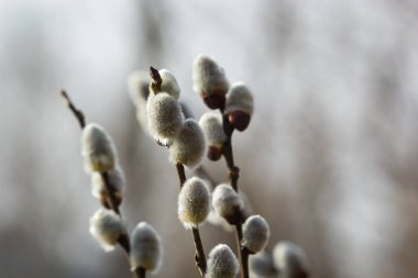 Pussy Willow on the waterside in early spring. Blur background on a sunny day. Symbol of Palm Sunday and Easter.