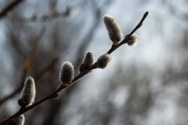Pussy Willow on the waterside in early spring. Blur background on a sunny day. Symbol of Palm Sunday and Easter.
