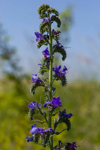 Modré Melliferous Květiny Blueweed Echium Vulgare Viperova Ztráta Léčivá Rostlina — Stock fotografie