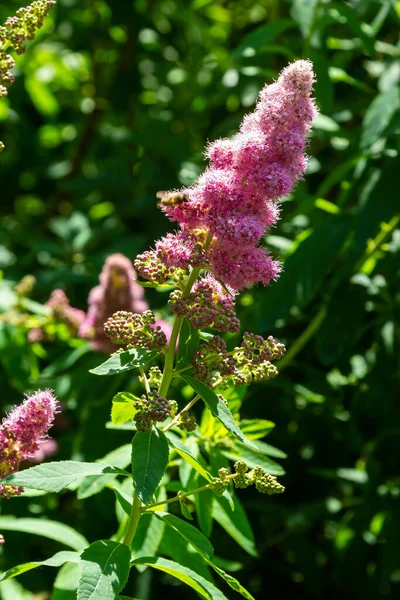 stock image blossom of hardhack Spiraea douglasii or Spiraea salicifolia or steeplebush, Douglas' spirea, douglasspirea or rose spirea.