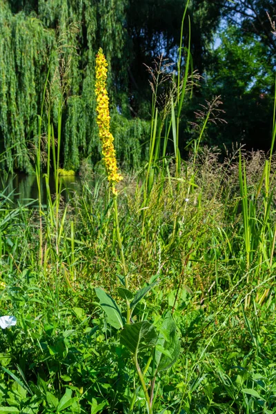 Verbascum nigrum, the black royal candle, grows in ruins, embankments, pathways, meadows, bright forests, yellow in June.