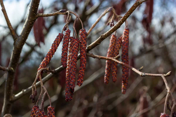 Small branch of black alder Alnus glutinosa with male catkins and female red flowers. Blooming alder in spring beautiful natural background with clear earrings and blurred background.