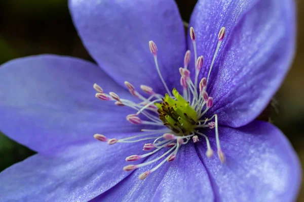 Beautiful Macro Shot First Single Wildflower Large Blue Hepatisa Hepatisa — Stock Photo, Image