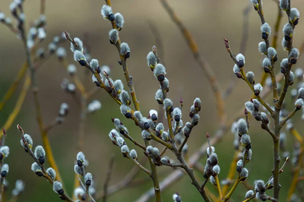 Κλάδος Willow Salix Caprea Παλτά Χνουδωτά Λουλούδια Ιτιάς Πάσχα Κυριακή — Φωτογραφία Αρχείου