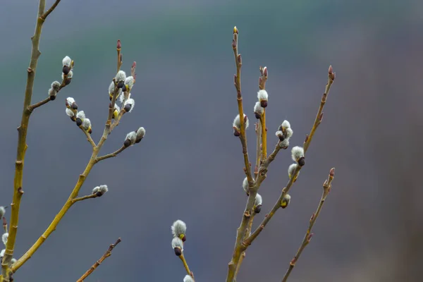 Willow Salix Caprea Zweig Mit Mänteln Flauschigen Weidenblüten Ostern Palmsonntag — Stockfoto