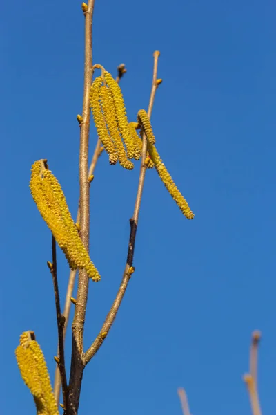 Primeiros Sinais Primavera Hazel Filbert Europeu Corylus Avellana Abriu Botões — Fotografia de Stock