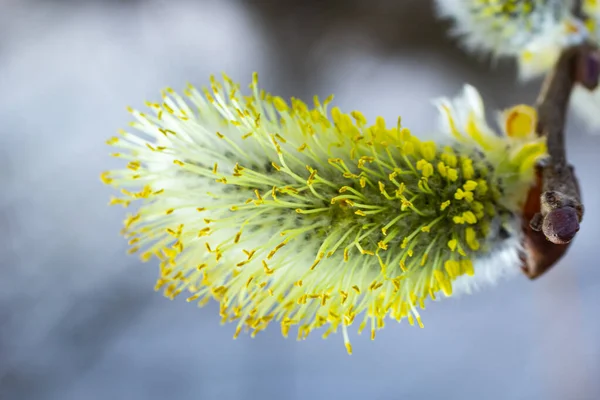 Willow Salix Caprea dalında paltolar, kabarık söğüt çiçekleri. Paskalya. Avuç içi. Keçi Willow Salix Caprea parkta, Willow Salix caprea dalları tomurcuklanıyor.