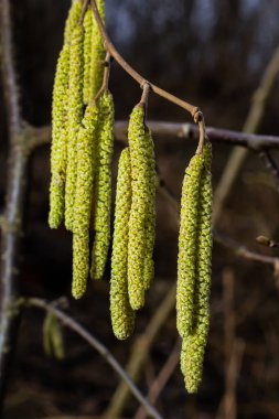 İlkbaharda ormanda çiçek açan yaygın fındık çiçeği Corylus Avellana..