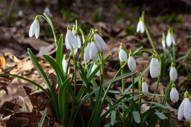 Beyaz kardelen çiçekleri kapanıyor. Galanthus çiçekleri, baharın başlarında, yeşil arka planda güneş tarafından aydınlatılan bulanık bir çiçek. Amaryllidaceae familyasındaki Galanthus nivalis ampul, daimi bitkisi..