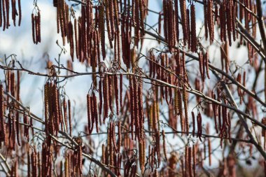 Siyah alnus glutinosa 'nın erkek catkins ve dişi kırmızı çiçekli küçük bir dalı. İlkbaharda çiçek açan kızılağaç. Güzel doğal arka plan. Temiz küpeler ve bulanık arka plan..