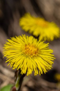 Tussilago farfara, papatya familyasından Asteraceae familyasına ait bir bitki türü. Güneşli bir bahar gününde bir bitkinin çiçekleri.