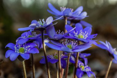 İlk tek bir kır çiçeğinin güzel makro çekimi Büyük Mavi Hepatisa Hepatisa transsylvanica ilkbaharın başlarında kuru yapraklar arasında çiçek açmaya başlar.