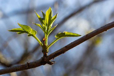 Bahar başında bir ağaç dalında tomurcuklanan tomurcuklar. Baharın başlarında, arka planda bulanık bir dal. İlk bahar yeşillikleri.