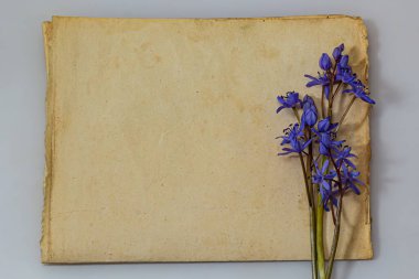 Scilla bifolia 'nın bahar mavisi çiçekleri eski sarı kağıttan arka planda ve mesaj için boş alan var. Kutlama veya davetiye için çiçek çerçevesi. Klasik tarzda bahar kavramı.