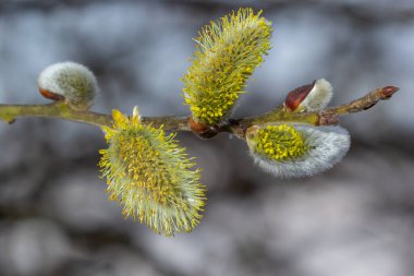 Willow Salix Caprea dalında paltolar, kabarık söğüt çiçekleri. Paskalya. Avuç içi. Keçi Willow Salix Caprea parkta, Willow Salix caprea dalları tomurcuklanıyor.