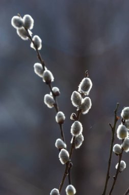 Pussy Willow on the waterside in early spring. Blur background on a sunny day. Symbol of Palm Sunday and Easter. clipart